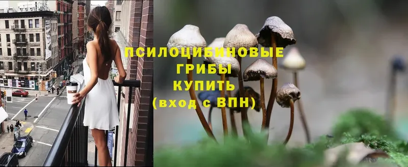 Псилоцибиновые грибы Psilocybe  закладки  Качканар 